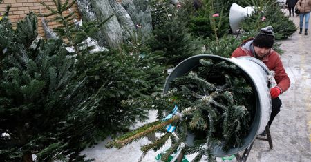 Nadleśnictwa rozpoczęły sprzedaż choinek. "Widać powrót do tradycyjnej choinki"