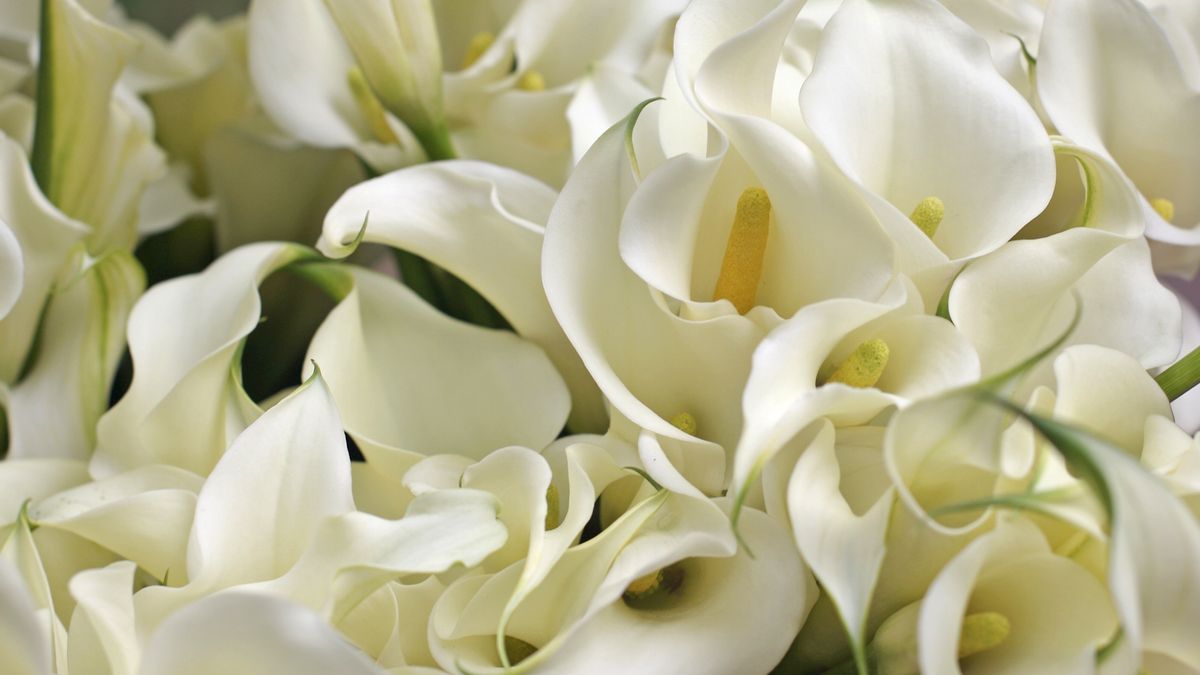 Uważaj na te kwiaty