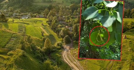 Śmiertelne pułapki Czeczenów. To zostawili w ukraińskich lasach