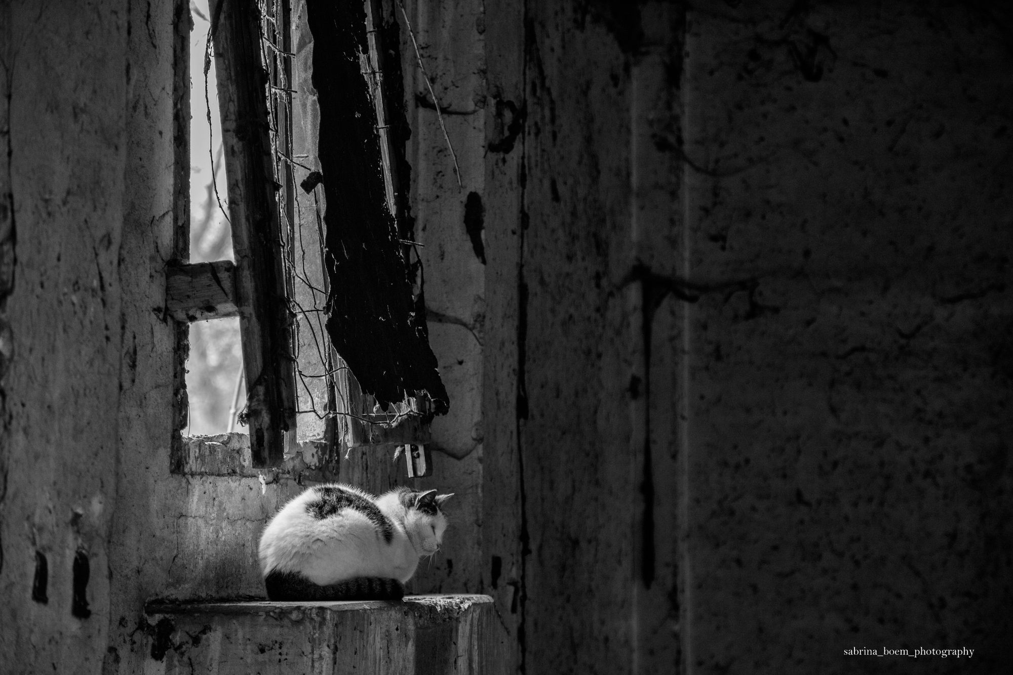 Sabrina Boem oddaje cześć bezdomnym i opuszczonym kotom w swoim projekcie fotograficznym 5