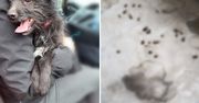Wejherowo: Trzymał psa w zamkniętej piwnicy bez wody i karmy. Interweniowały policja i OTOZ Animals