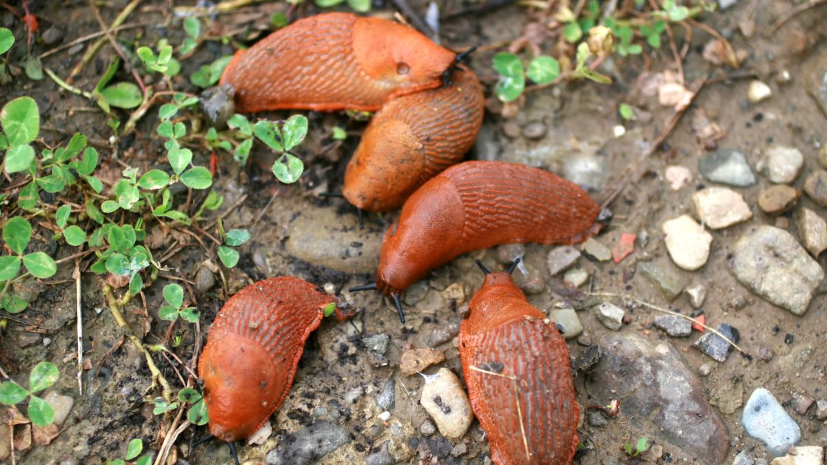 Jak się pozbyć ślimaków?