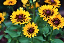 Dzień Kobiet 2021. Oryginalne życzenia na Dzień Kobiet. Krótkie wierszyki