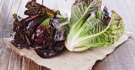 Kalettes inaczej kaloerosse. Nowe warzywo na polskim rynku