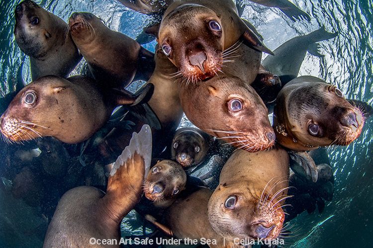 Najlepsze zdjęcia oceaniczne w konkursie Safe Under the Sea 17