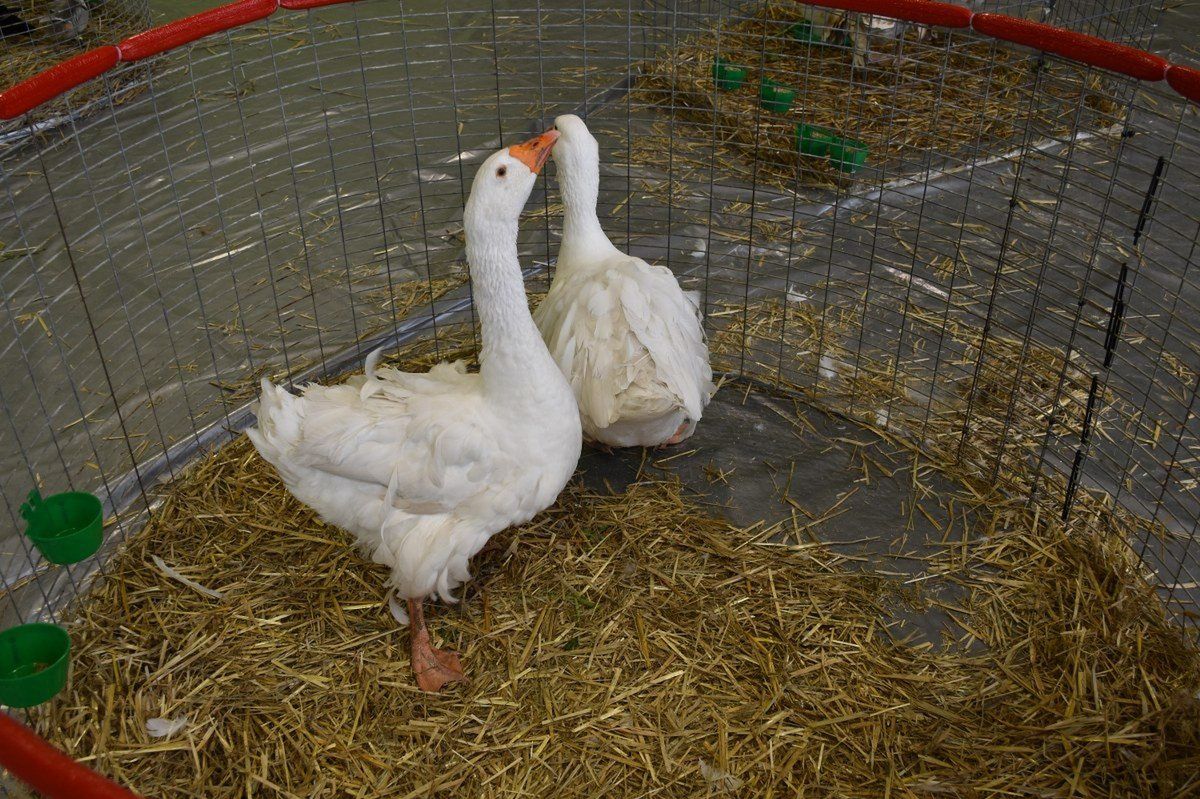 Kolejne ogniska grypy ptaków, ponad 20 tys. szt. drobiu - do utylizacji