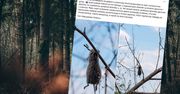 Ciała zwierząt ponabijane na gałęzie. W polskim lesie sceny jak z horroru