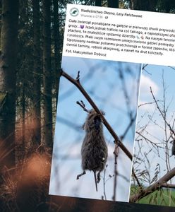 Ciała zwierząt ponabijane na gałęzie. W polskim lesie sceny jak z horroru