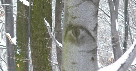 Niesamowite zdjęcie z polskiego lasu. Też to widzicie?