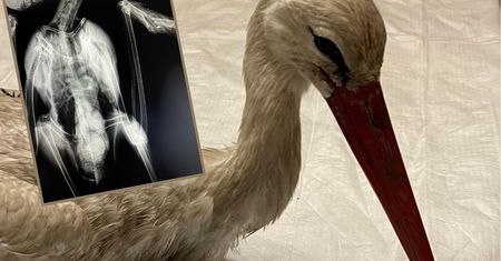 Trwa nagonka na bociany. Przygnębiające wieści z Podkarpacia