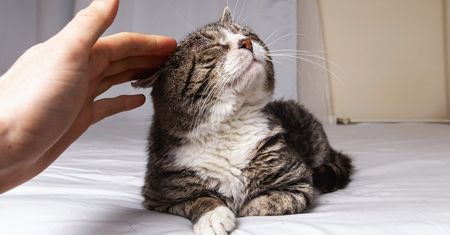 Jak oswoić kota adopcyjnego i nie pogorszyć sytuacji