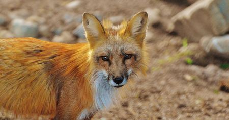 Firefox dostanie nowe logo, ale płomienne futro nie uratuje lisa