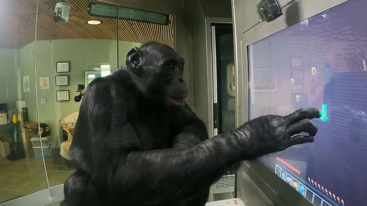 Małpa gra w Minecrafta