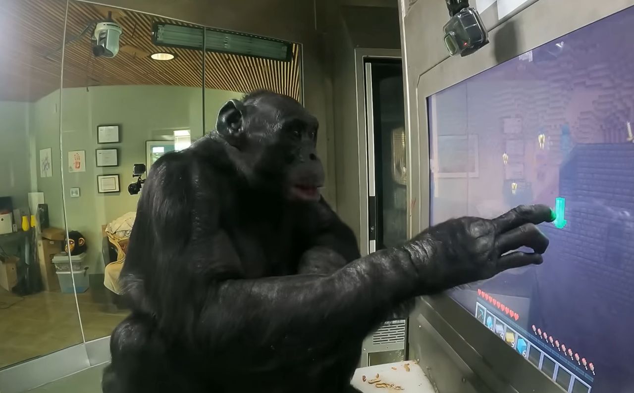 Caught on cam: Monkey masters Minecraft, wins millions of hearts online