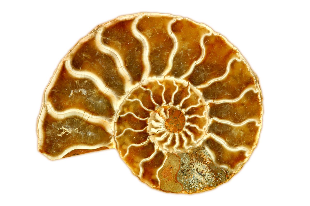 The fossilized shell. Its shapes are a repetition of the golden spiral pattern.