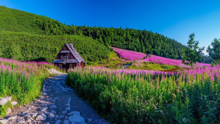 tatry, polskie, polska, góry, wierzbówka, kiprzyca, dolina, gasienicowa, fiolet, lato, wakacje, zakopane, krajobraz, pejzaż, cuda natury, natura, szczyty