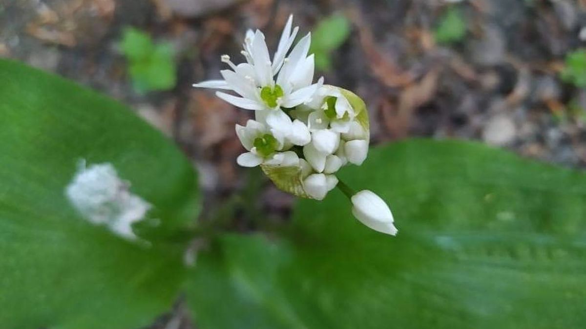 Czosnek niedźwiedzi właśnie kwitnie. Polacy go uwielbiają