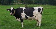 Genetycznie zmodyfikowane krowy, które produkują insulinę w mleku