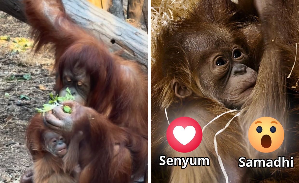 Po raz pierwszy w Polsce. W Łodzi urodził się orangutan sumatrzański