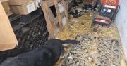 11 psów odebranych z posesji w gminie Zambrów. Kontrola ujawniła rażące zaniedbania
