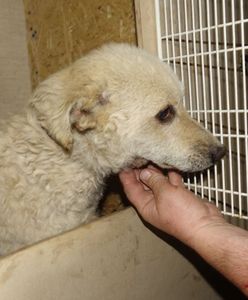 Wrocław. Schronisko przyjmie 30 psów z Radys. Decyzja Jacka Sutryka