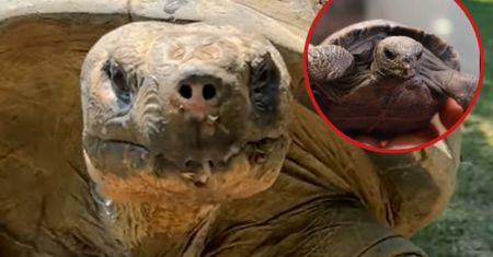 Ma 97 lat i została matką. Niezwykła historia z filadelfijskiego zoo