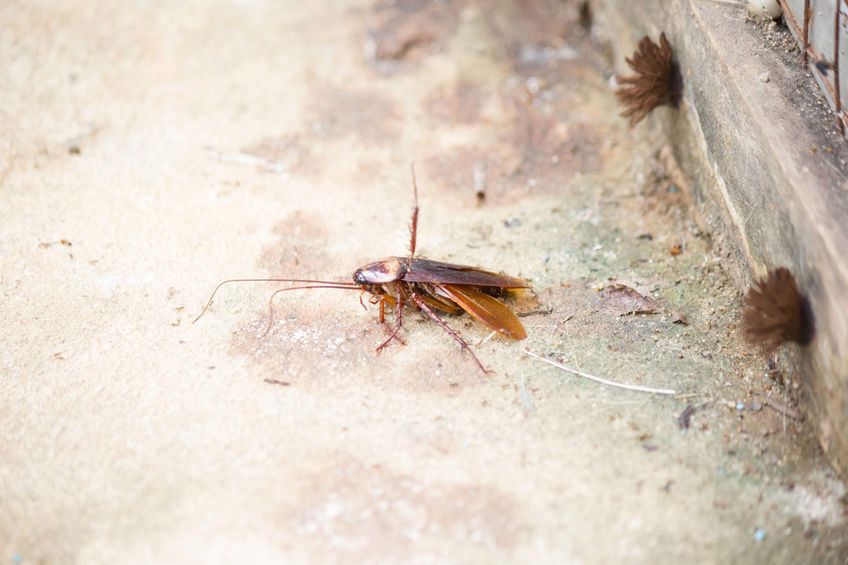 Insekty, z którymi mieszkasz. Jak się ich pozbyć?