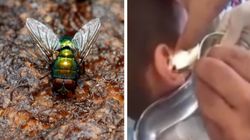 Chłopiec skarżył się na uporczywy ból głowy. Lekarz usunął z jego ucha larwy muchówek  