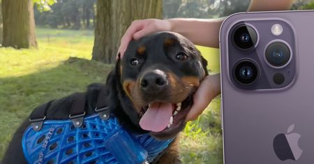 iPhone pomaga ratować pieski. Wszystko dzięki technologii, której inni nie docenili