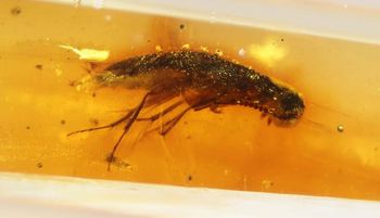 Bursztyn z epoki dinozaurów. Skrywał życie z prastarych lasów Gondwany