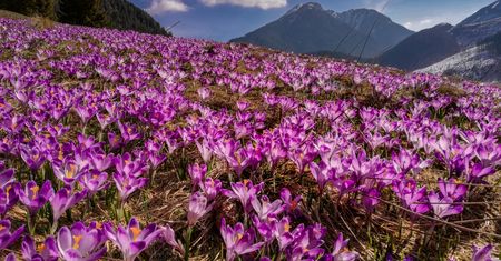 Paweł Uchorczak sfotografował piękno krokusów w Tatrach