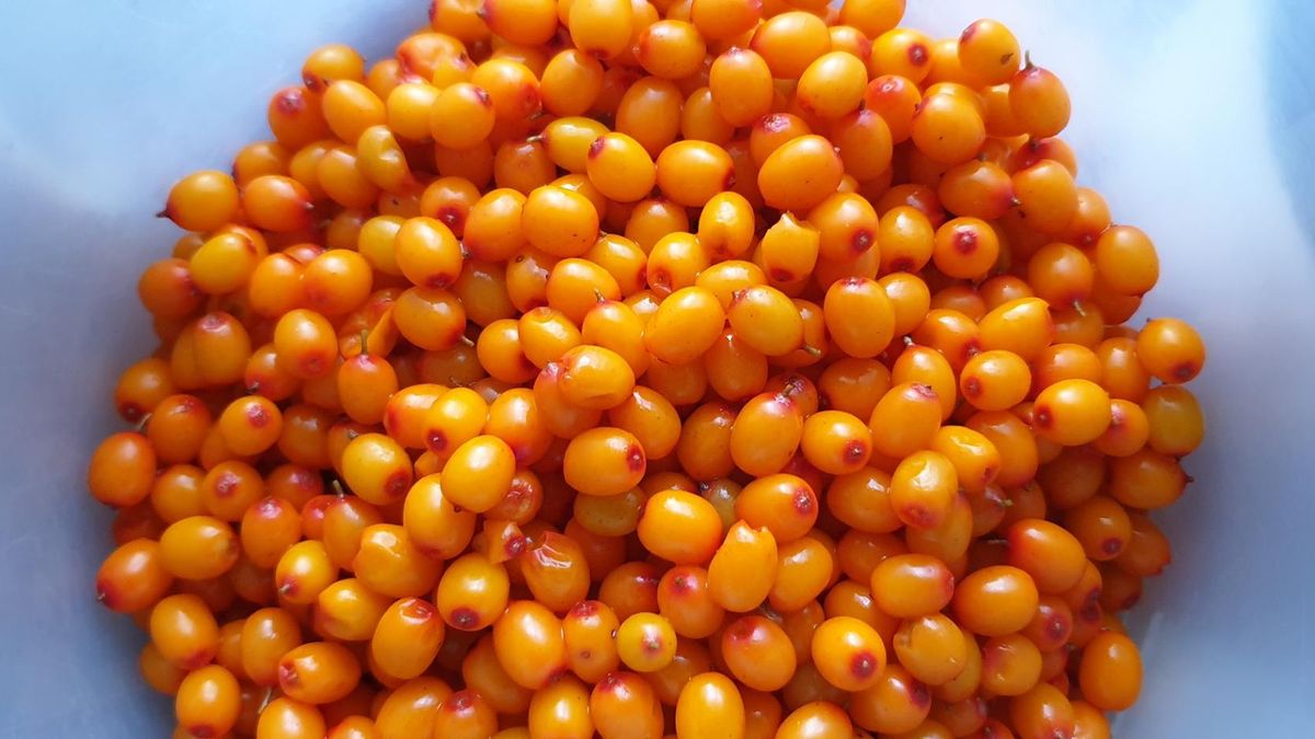 Rokitnik - właściwości i zastosowanie