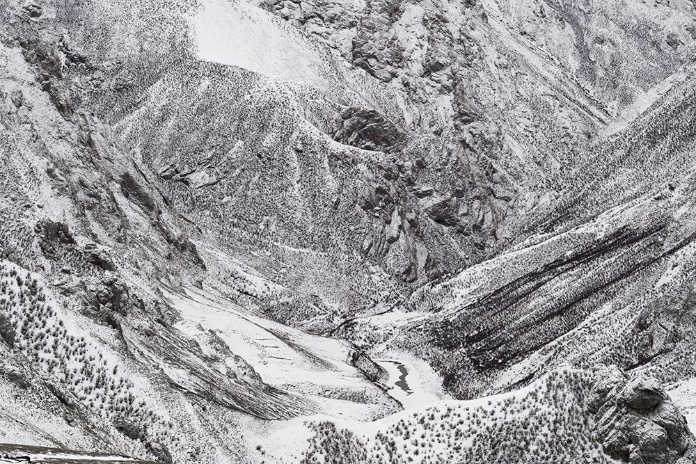 Vincent Munier wytropił i sfotografował niezwykle rzadkiego irbisa śnieżnego. Zobaczcie, jak powstały jego zdjęcia 10