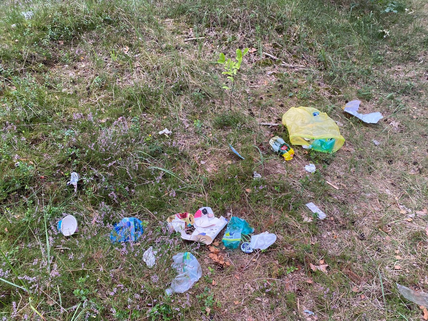 W lesie na Wyspie Sobieszewskiej po wakacjach zostały śmieci 