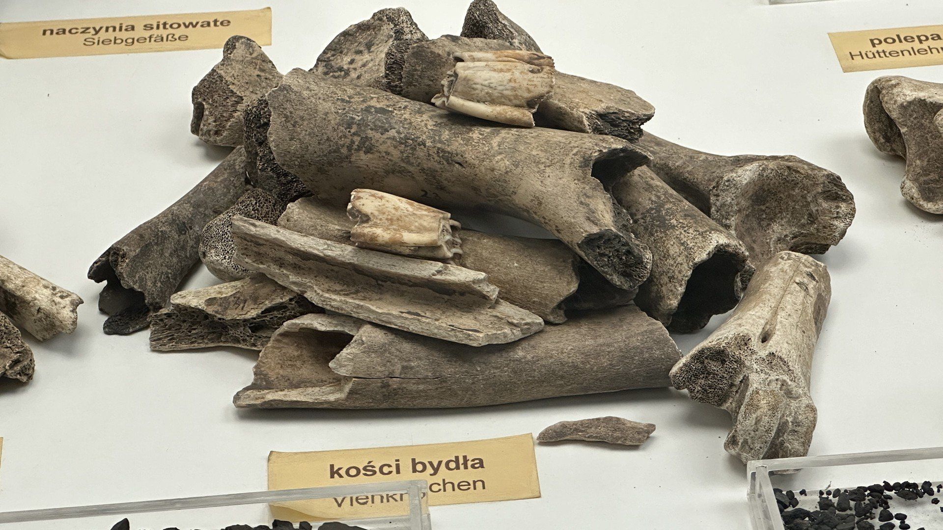 Zniknęli bez śladu. Lubuskie Pompeje bez wulkanu, ale z dramatyczną historią i skarbami sprzed wieków