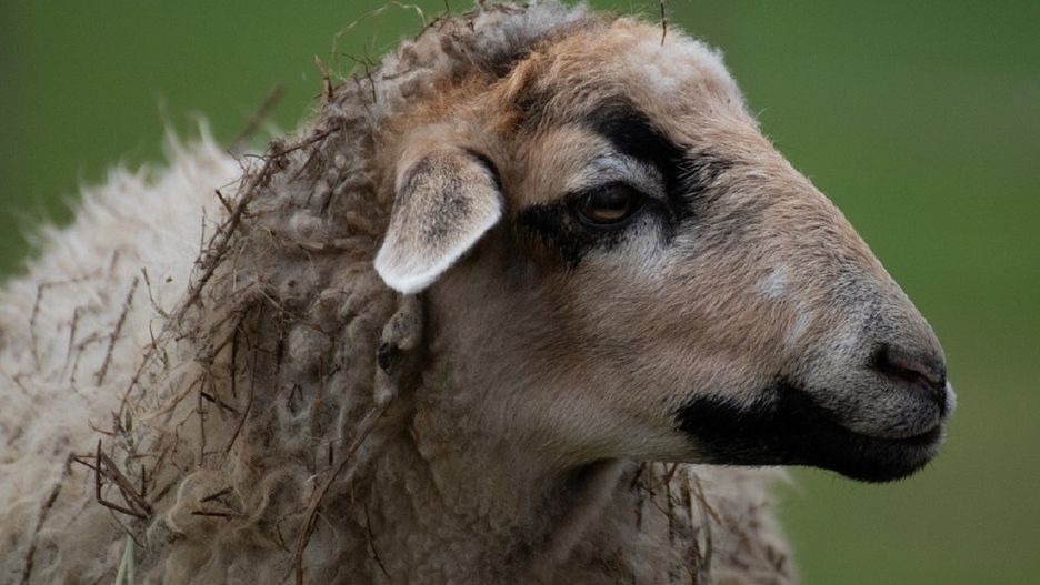 Najbardziej samotna owca w Wielkiej Brytanii ma nowy dom.