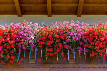 Trik na kwitnienie pelargonii. Dodaj teraz, balkon zamieni się w oazę