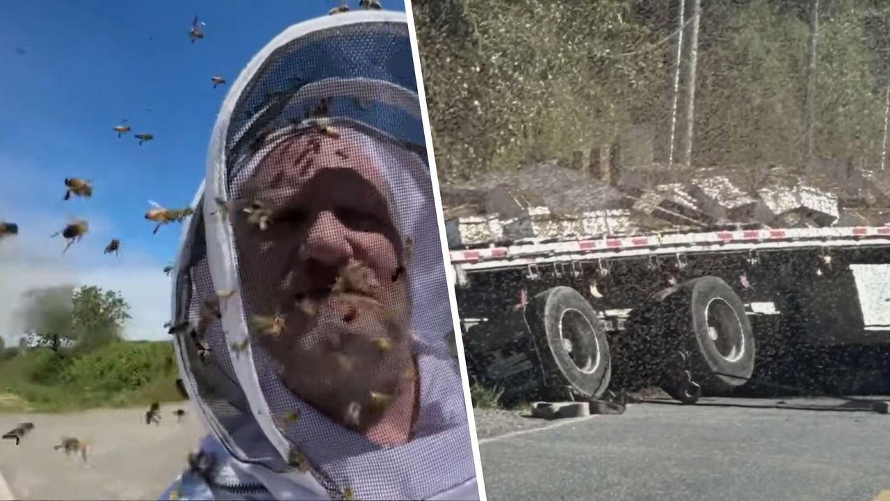 Road mishap unleashes 250 million bees near Canada border