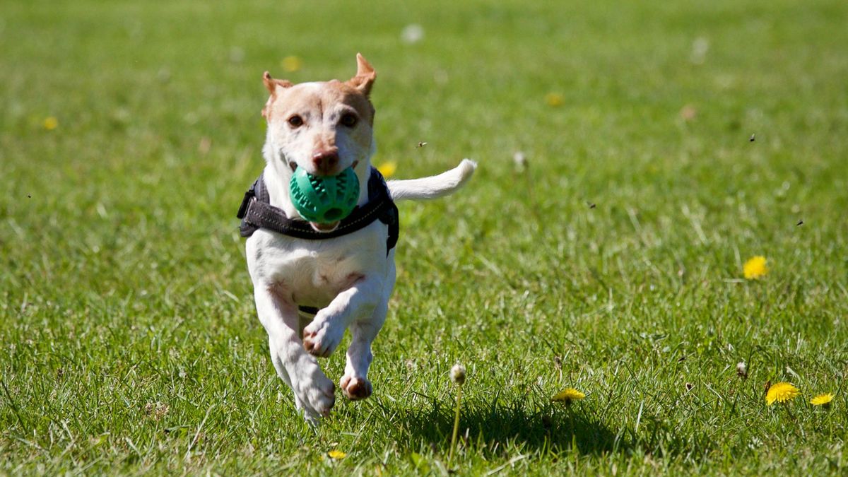 Uważaj na kleszcze u psa. Mogą powodować boreliozę