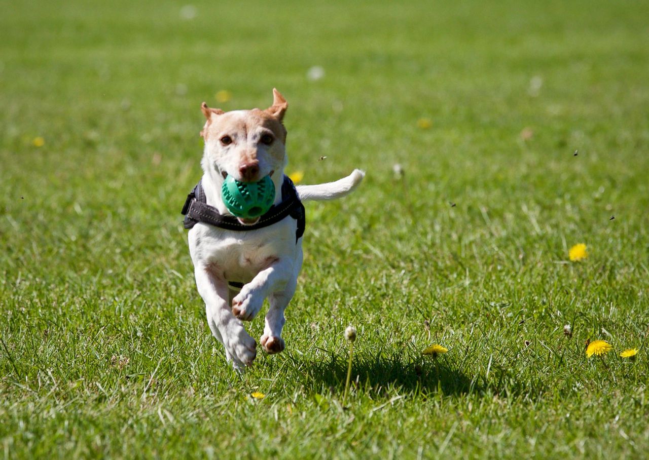 Watch out for ticks on your dog. They can cause Lyme disease.