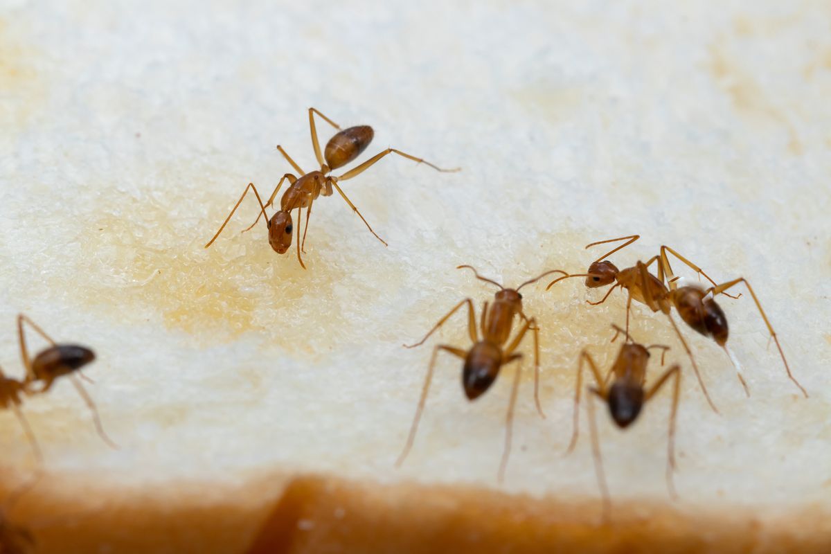 Plujące mrówki mogą stanowić zagrożenie również dla ludzi 