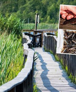 Inwazja obcego gatunku. "Zmutował". Zagrożony Poleski Park Narodowy