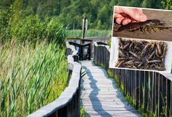 Inwazja obcego gatunku. "Zmutował". Zagrożony Poleski Park Narodowy