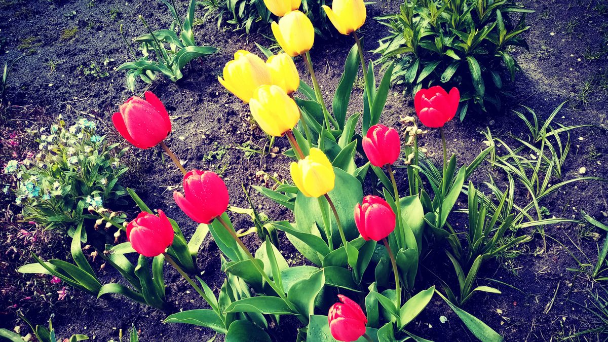 Zadbaj o kwiaty, a na pewno ci się odwdzięczą