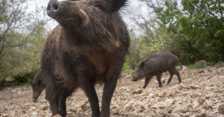 Dziki na polskich plażach. Lokalne media dzielą się filmikami