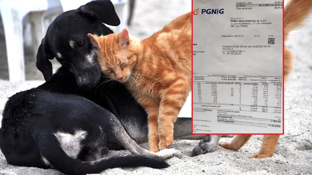Szczecińskie Towarzystwo Opieki nad Zwierzętami otrzymało gigantyczny rachunek za gaz