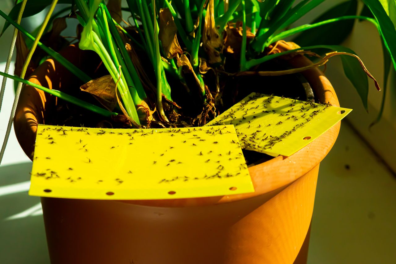 Dorosłe ziemiórki są irytujące, ale nie szkodzą roślinom