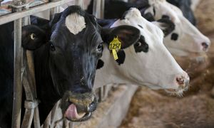 Choroba niebieskiego języka w Polsce. Wykryto 14 ognisk