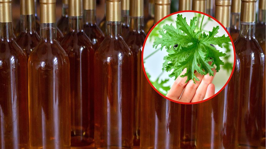 Nalewka z anginki to naturalne antidotum na zapalenie gardła i anginę