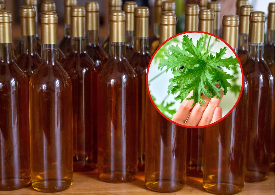 Anginka na anginę. Zabija bakterie i wirusy, łagodzi ból głowy i stawów